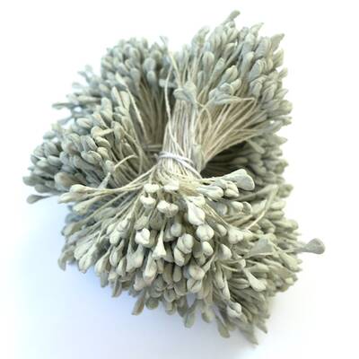 Çiçek tohumu 2 mm Dusty Miller