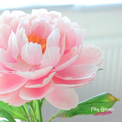 Cesil - Filiz Bircan Şakayık damarlayıcı (1)