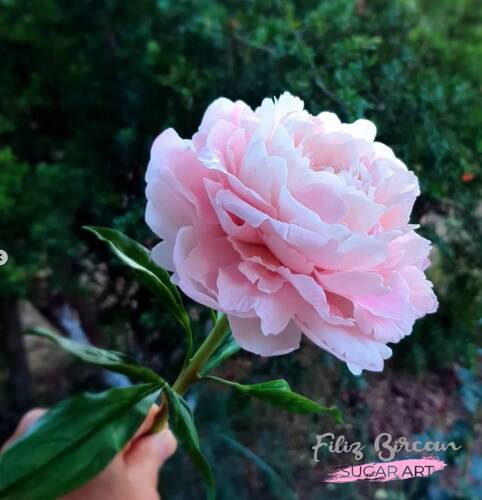 Filiz Bircan Şakayık Yeşil Yaprak damarlayıcı