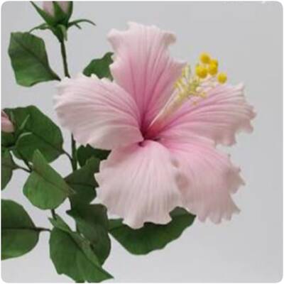 Hibiscus kesici ve damarlama seti