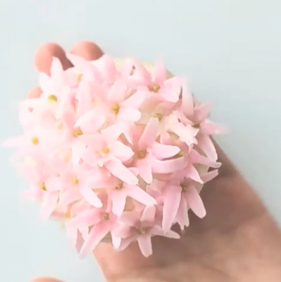 Krema sıkma duy ucu no: 59S kavisli petal (5 mm ağız çapı) - Thumbnail