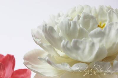 Şakayık damarlayıcı