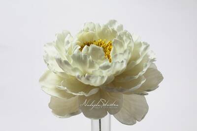 Şakayık damarlayıcı